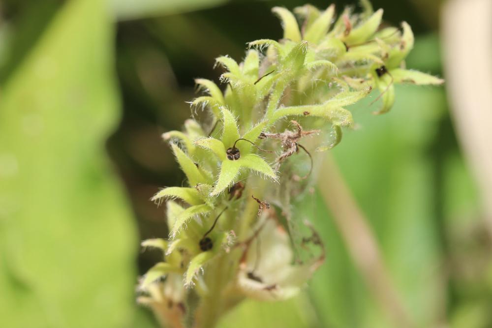 Grande consoude Symphytum officinale L., 1753