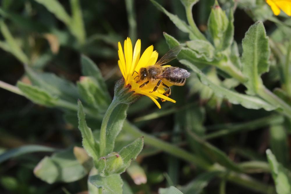 Abeille domestique, Abeille européenne, Abeille me Apis mellifera Linnaeus, 1758