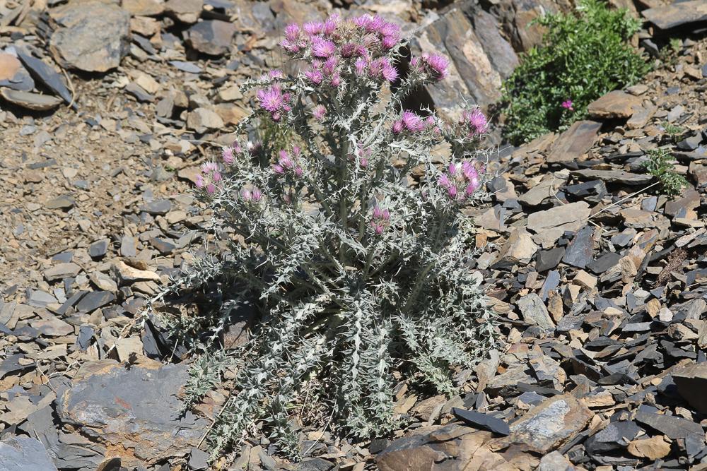 Chardon fausse-Carline Carduus carlinoides Gouan, 1773