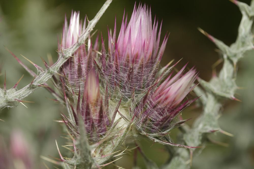 Chardon fausse-Carline Carduus carlinoides Gouan, 1773