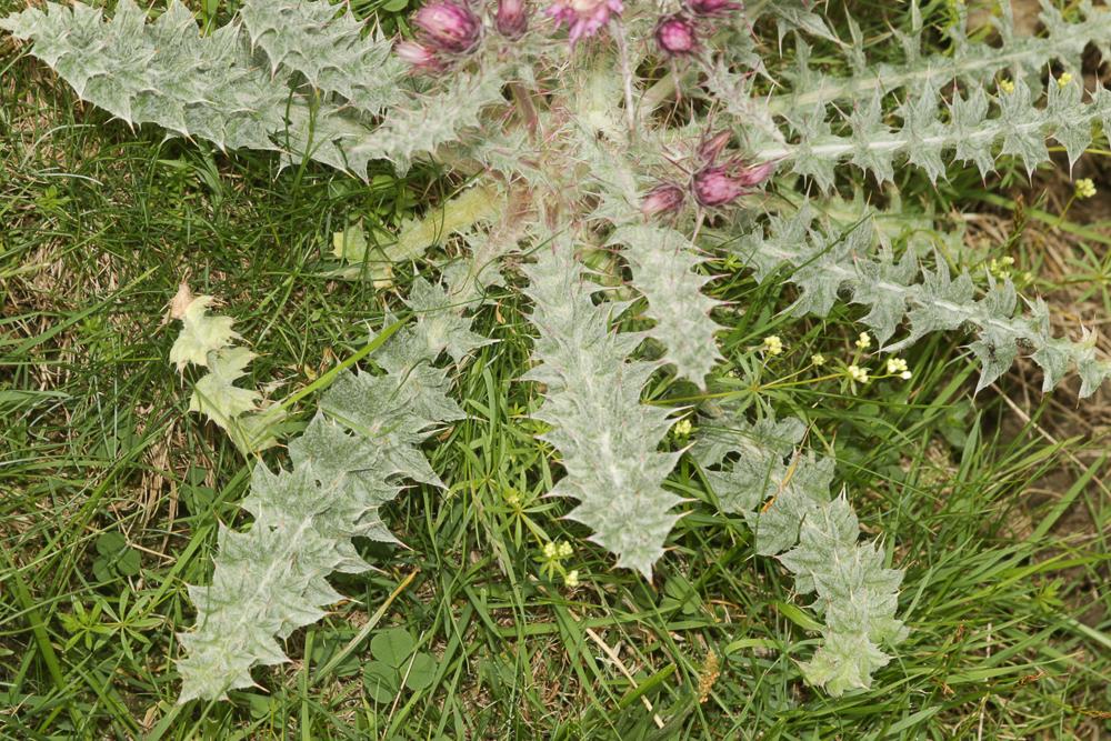 Chardon fausse-Carline Carduus carlinoides Gouan, 1773