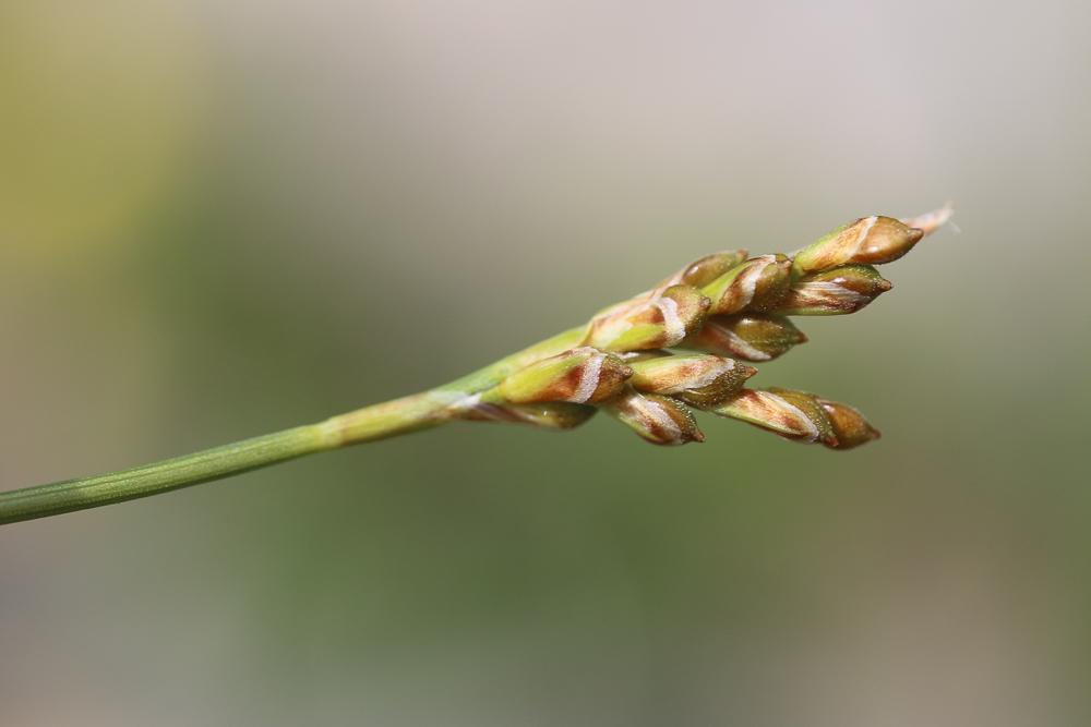 Laîche pied-d'oiseau Carex ornithopoda Willd., 1805