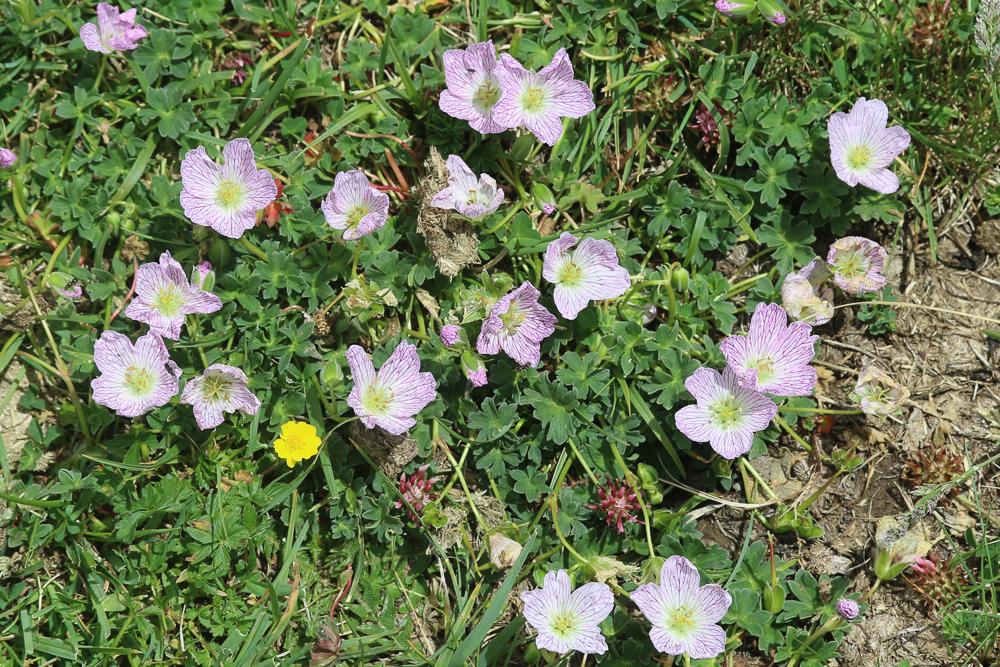 Géranium à feuilles cendrées, Géranium cendré Geranium cinereum Cav., 1787