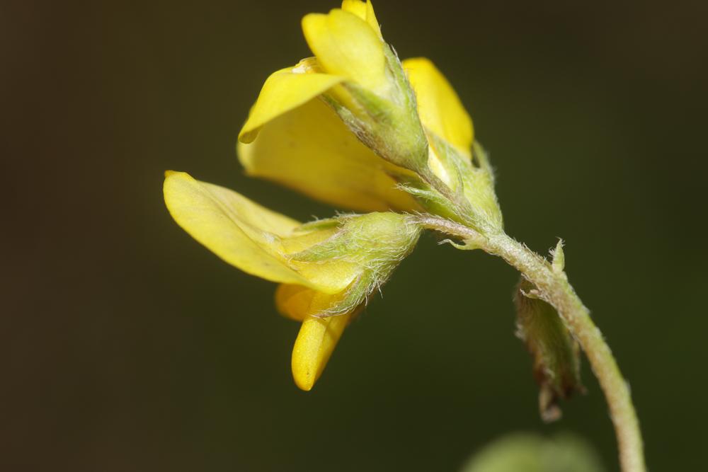 Luzerne souffrée, Luzerne sous-ligneuse Medicago suffruticosa Ramond ex DC., 1805