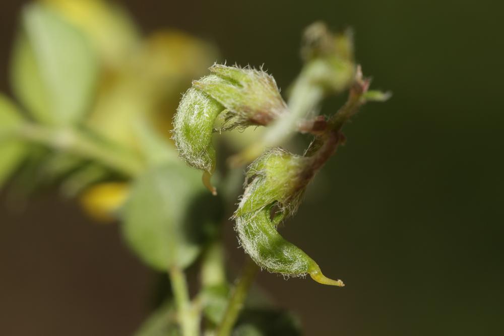 Luzerne souffrée, Luzerne sous-ligneuse Medicago suffruticosa Ramond ex DC., 1805