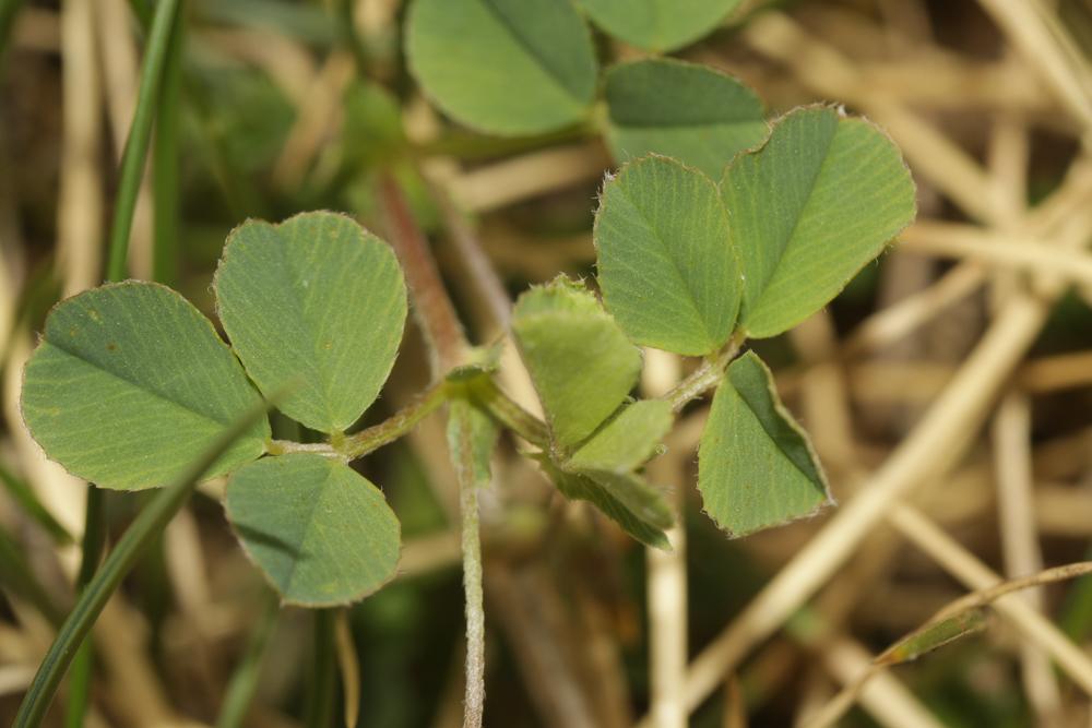 Luzerne souffrée, Luzerne sous-ligneuse Medicago suffruticosa Ramond ex DC., 1805