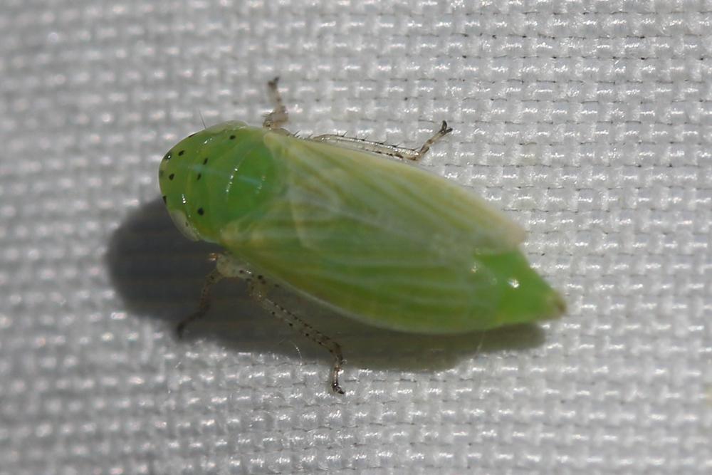 Graphocraerus ventralis (Fallén, 1806)