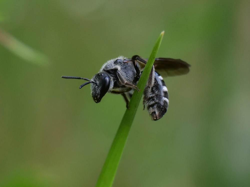 Lasioglossum sexnotatum (Kirby, 1802)