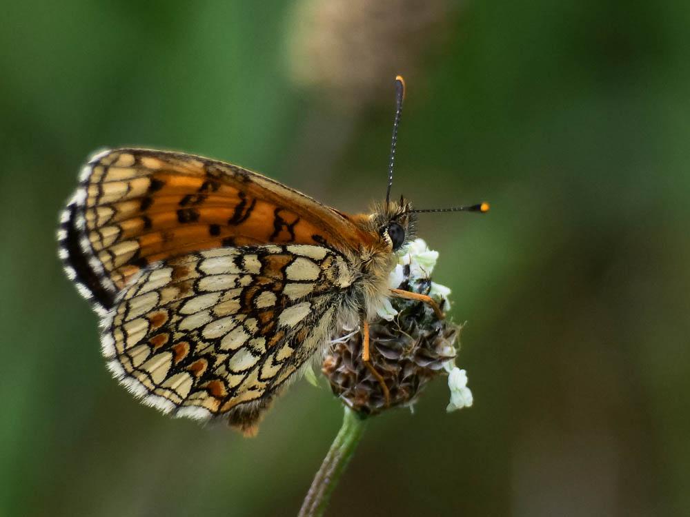 La Mélitée du Mélampyre (La), Damier Athalie (Le) Melitaea athalia (Rottemburg, 1775)