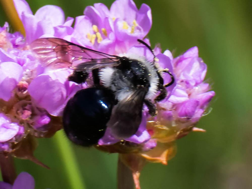 Andrena cineraria (Linnaeus, 1758)