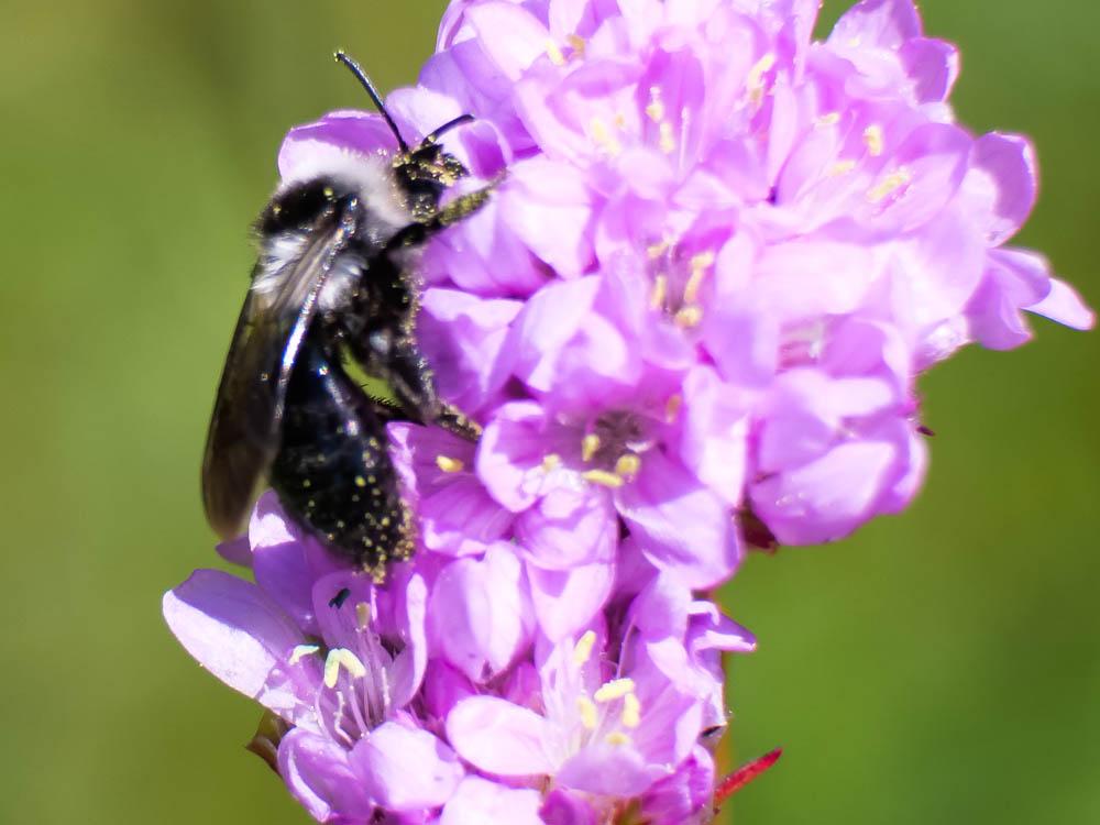  Andrena cineraria (Linnaeus, 1758)