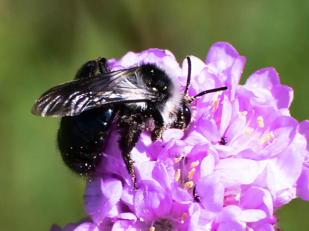 Andrena cineraria (Linnaeus, 1758)
