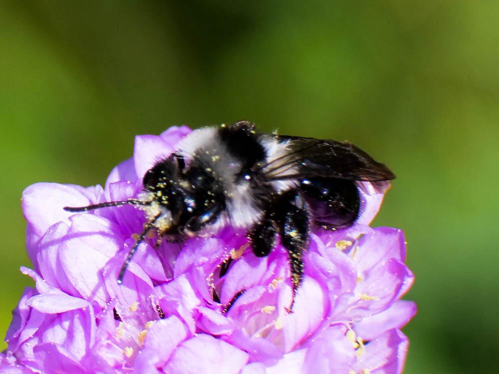  Andrena cineraria (Linnaeus, 1758)