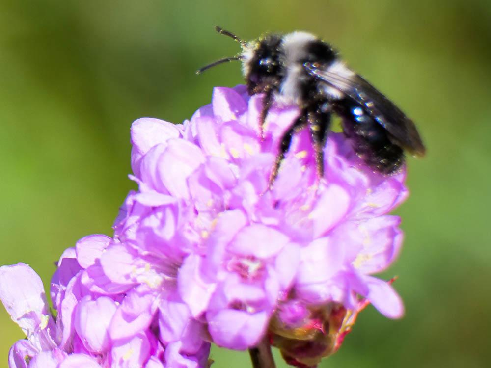  Andrena cineraria (Linnaeus, 1758)