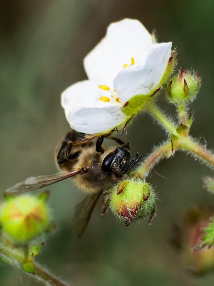 Anthophore obtuse Anthophora retusa (Linnaeus, 1758)