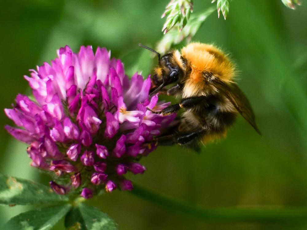 Bombus Latreille, 1802