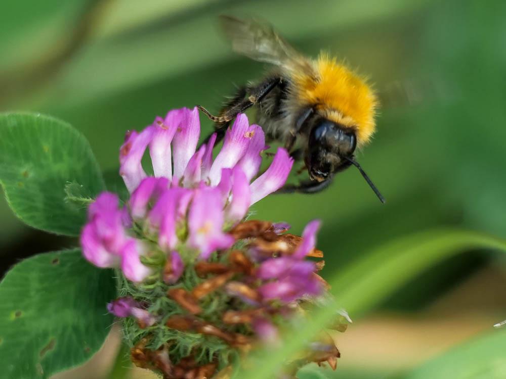  Bombus Latreille, 1802