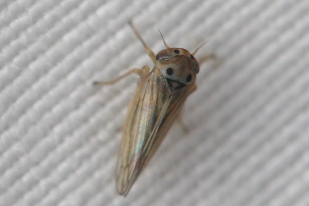 Austroagallia sinuata (Mulsant & Rey 1855)