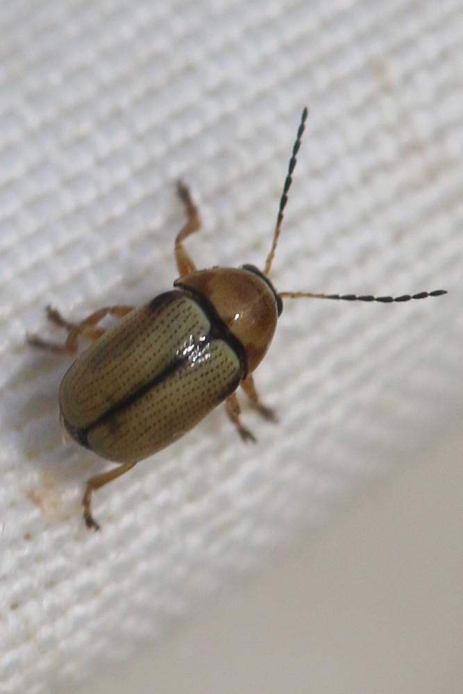  Cryptocephalus fulvus (Goeze, 1777)