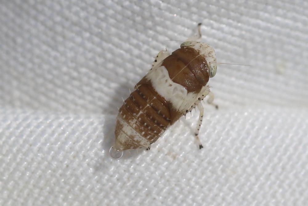 Allygidius atomarius (Fabricius, 1794)