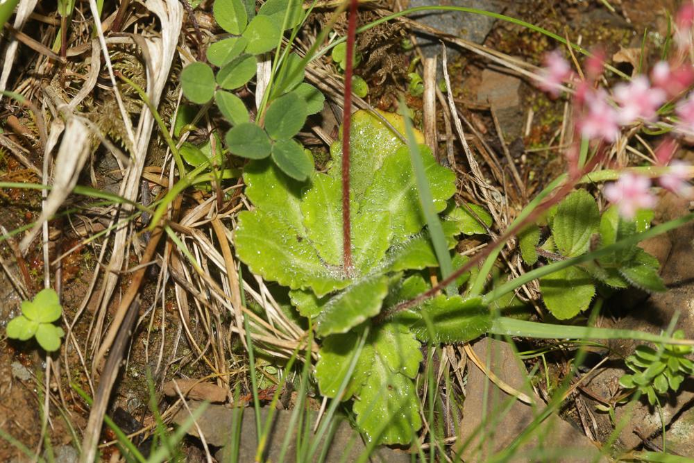 Saxifrage des ombrages, Saxifrage de l'ombre Saxifraga umbrosa L., 1762