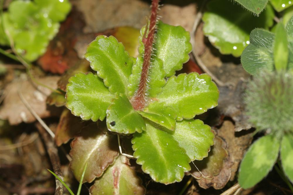 Saxifrage des ombrages, Saxifrage de l'ombre Saxifraga umbrosa L., 1762