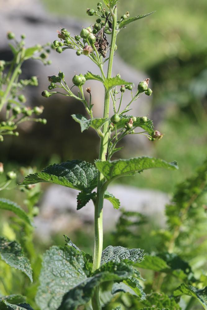 Scrophulaire des Alpes Scrophularia alpestris J.Gay ex Benth., 1846
