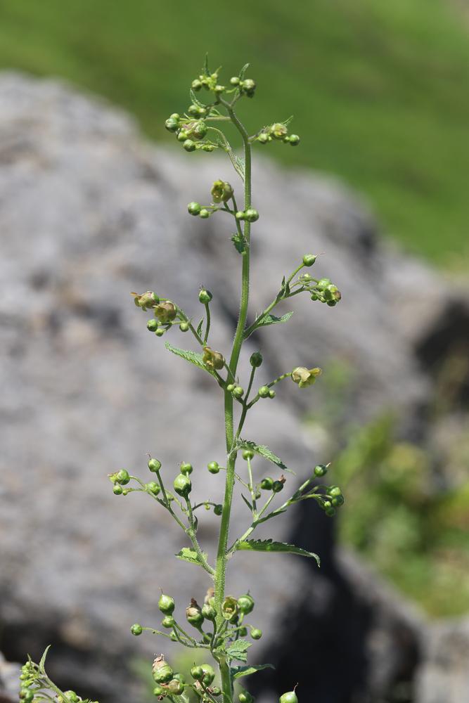 Scrophulaire des Alpes Scrophularia alpestris J.Gay ex Benth., 1846