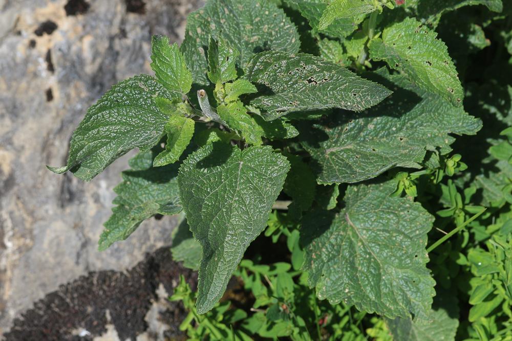 Scrophulaire des Alpes Scrophularia alpestris J.Gay ex Benth., 1846
