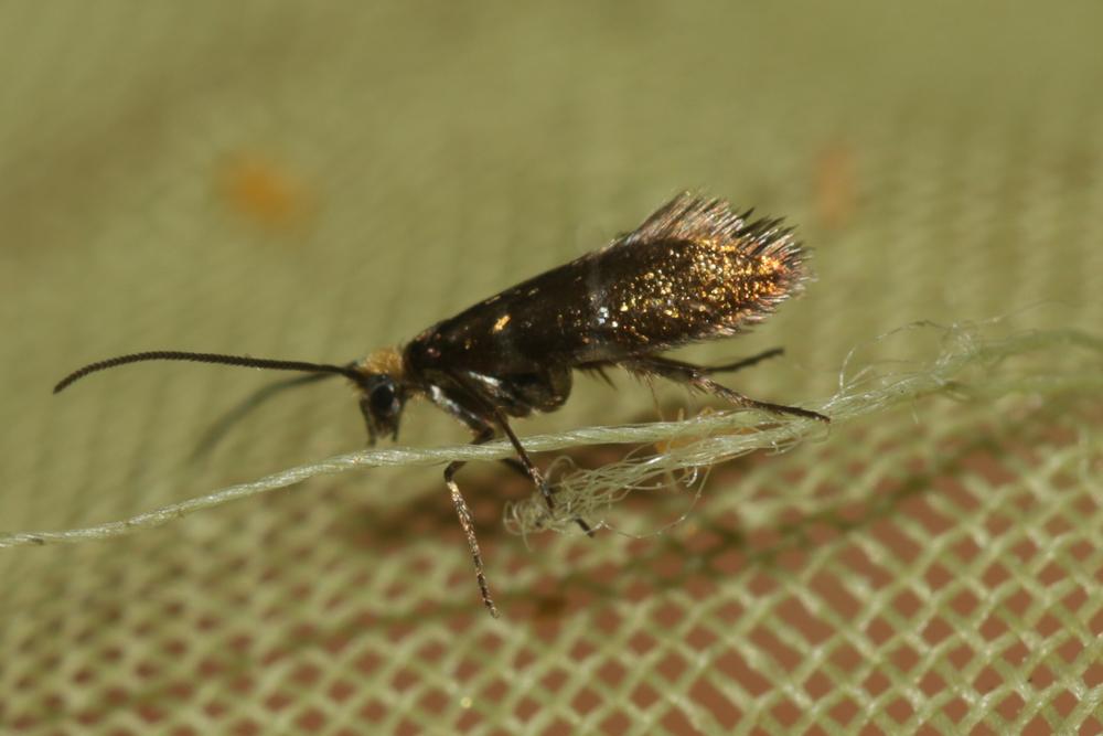  Micropterix aruncella (Scopoli, 1763)