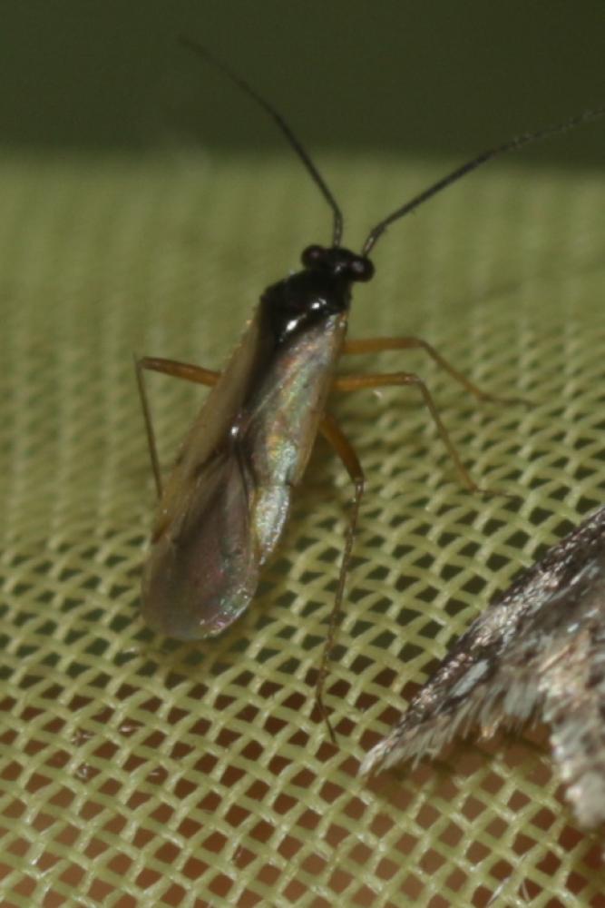  Mecomma ambulans (Fallén, 1807)