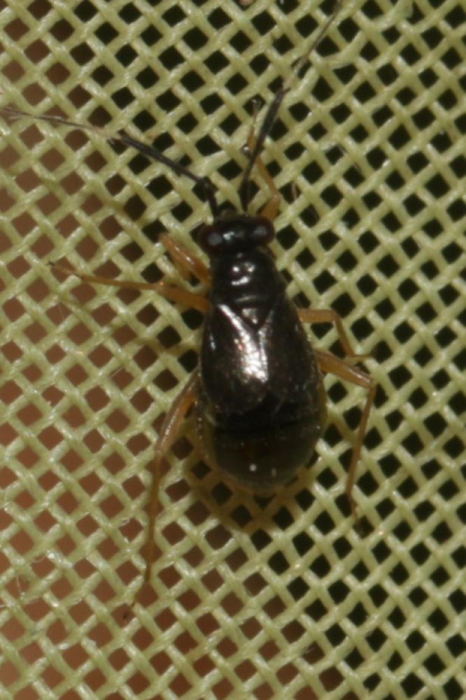 Mecomma ambulans (Fallén, 1807)