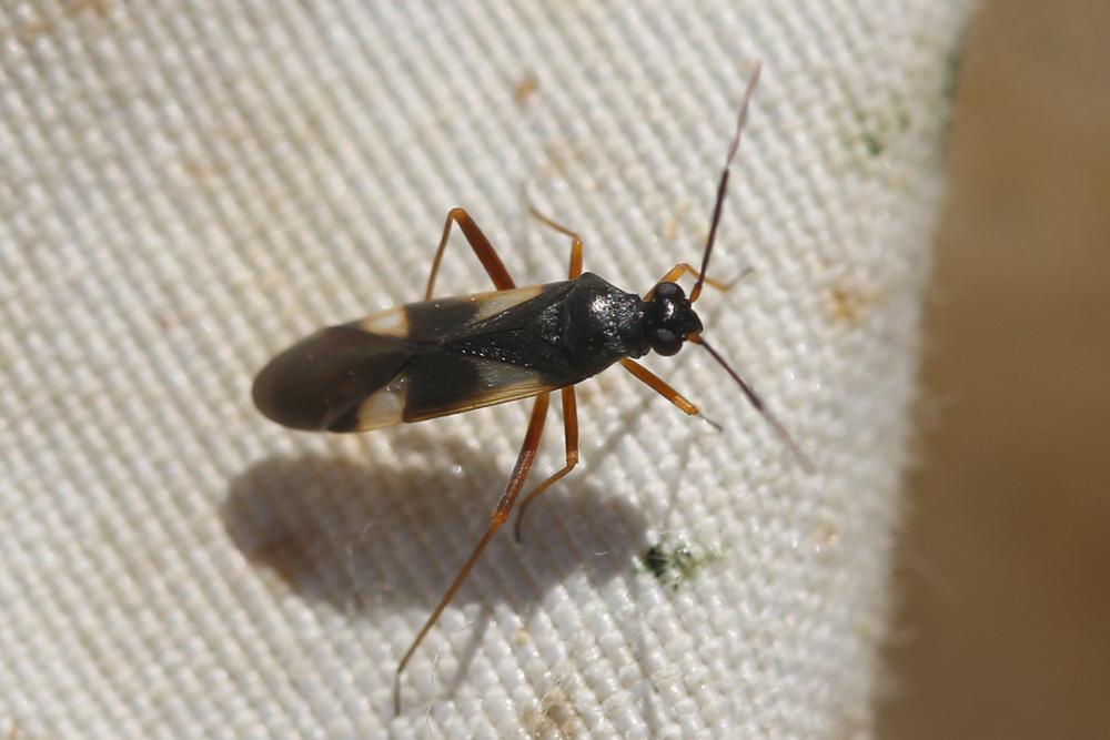 Globiceps flavomaculatus (Fabricius, 1794)