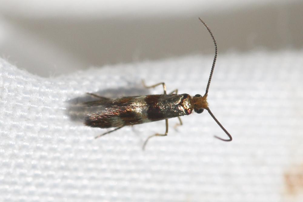 Micropterix aglaella (Duponchel, 1840)