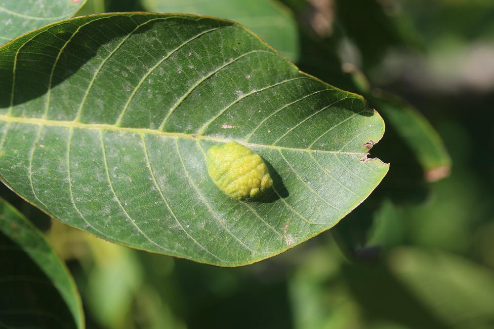  Aceria erinea (Nalepa, 1891)