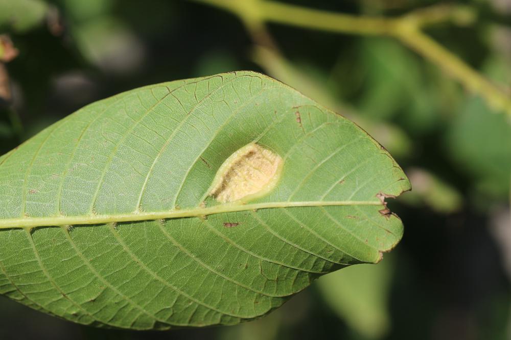 Aceria erinea (Nalepa, 1891)
