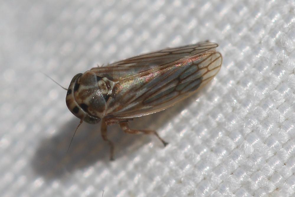 Anaceratagallia ribauti (Ossiannilsson, 1938)