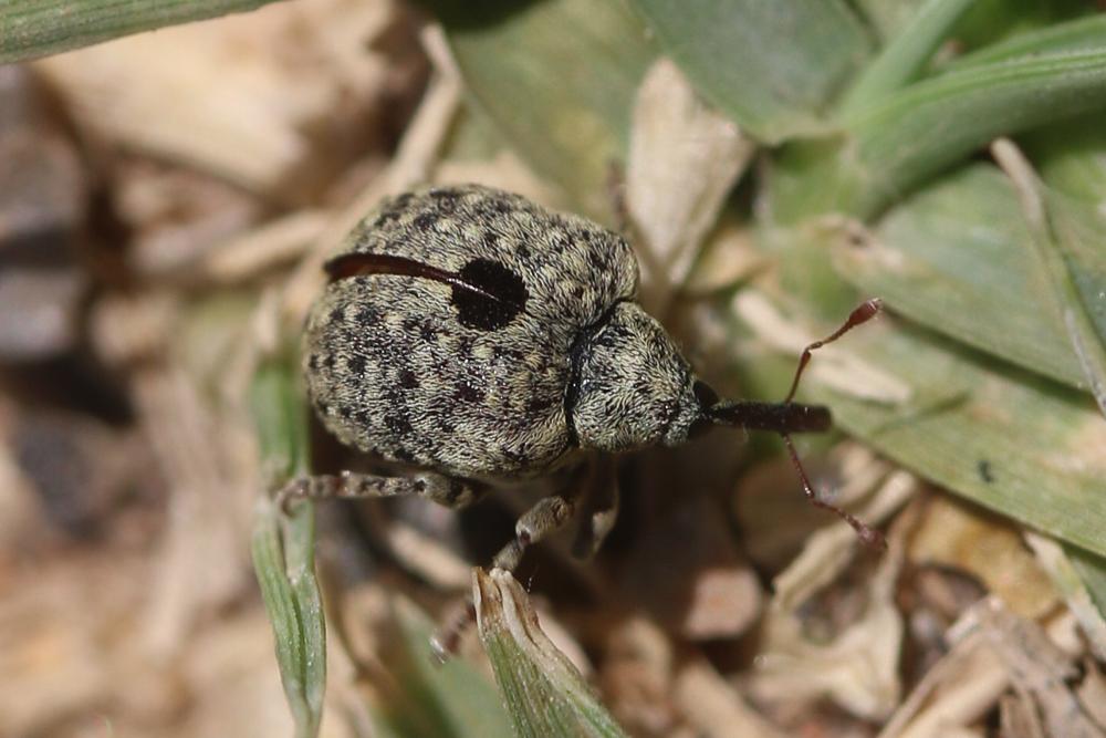 Charançon gris de la scrophulaire Cionus hortulanus (Geoffroy, 1785)