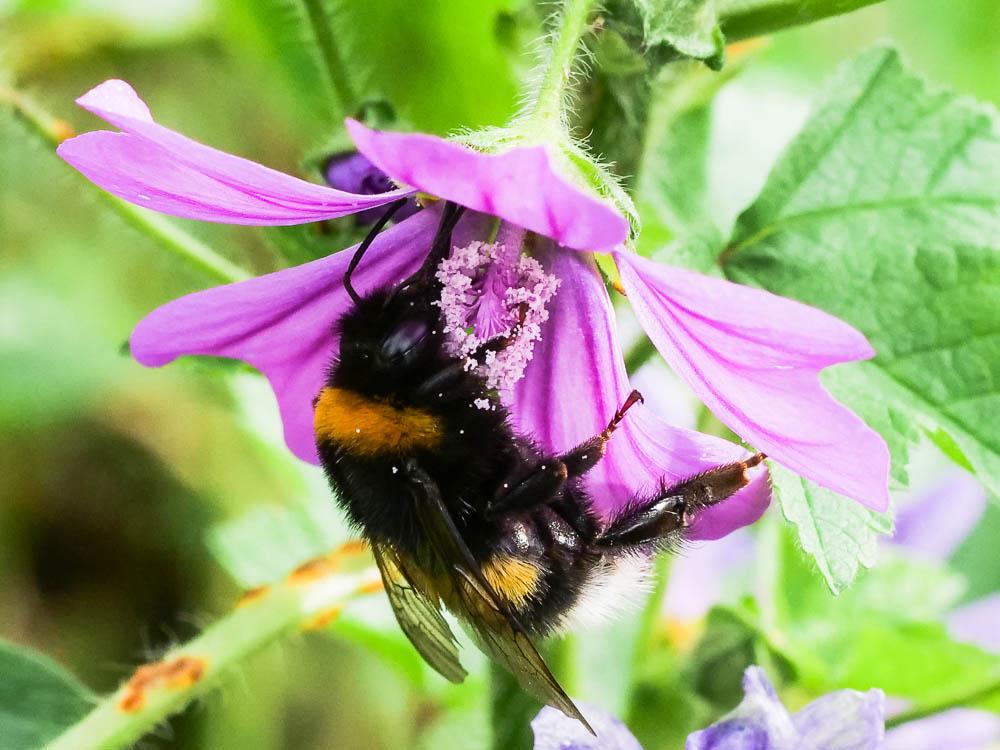 Bourdon terrestre (Le) Bombus terrestris (Linnaeus, 1758)