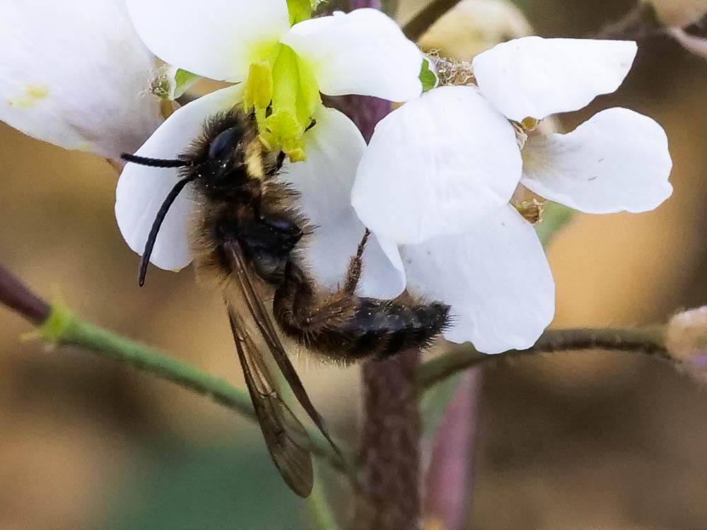  Andrena Fabricius, 1775