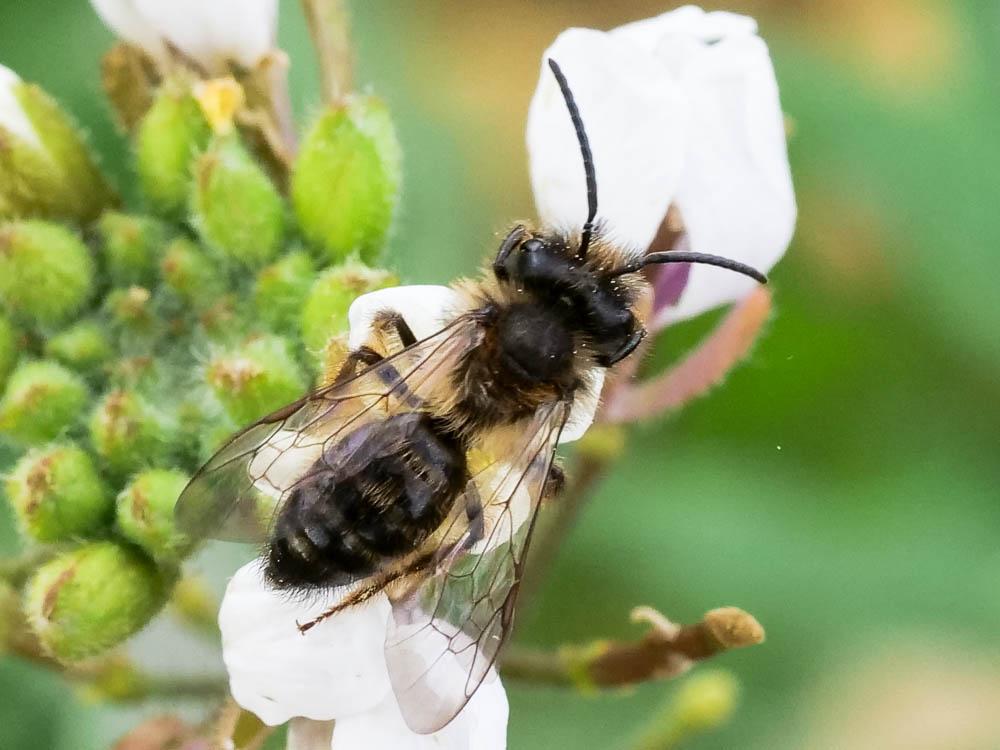  Andrena Fabricius, 1775