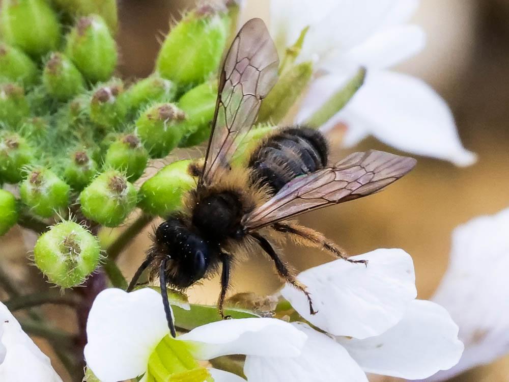 Andrena Fabricius, 1775