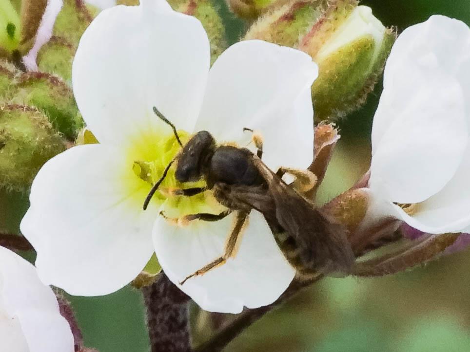 Lasioglossum Curtis, 1833