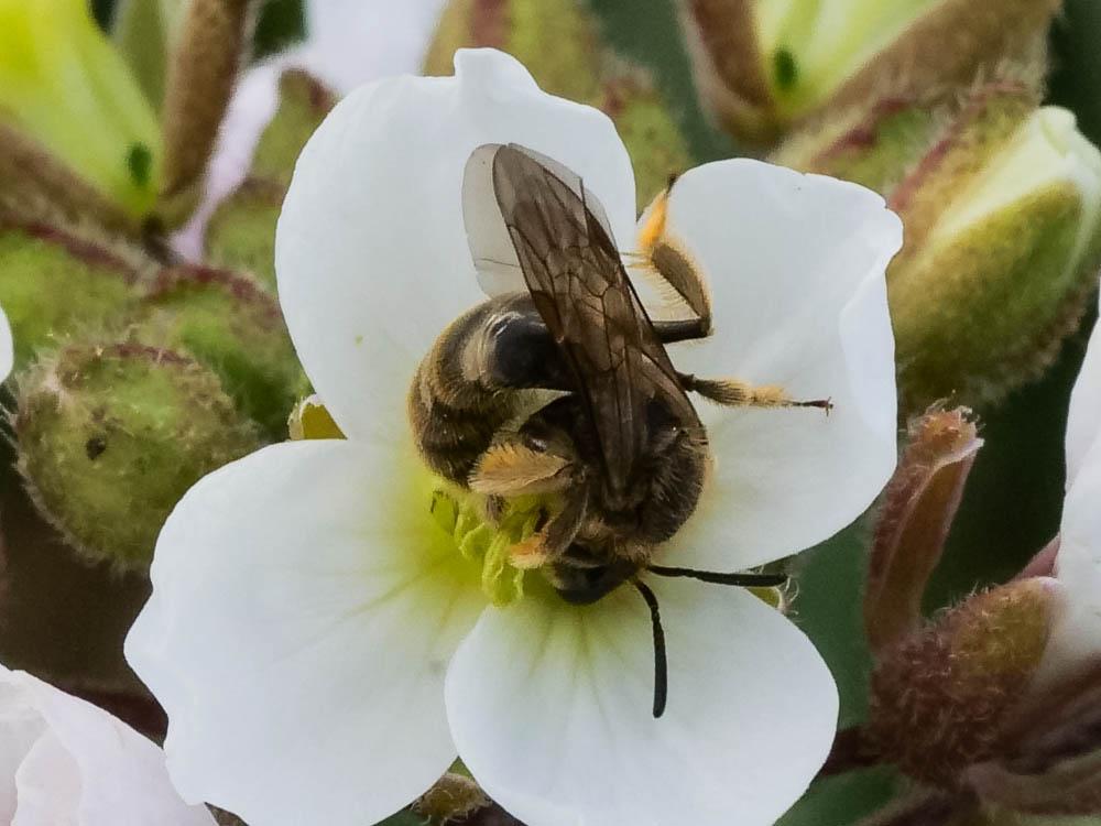 Lasioglossum Curtis, 1833