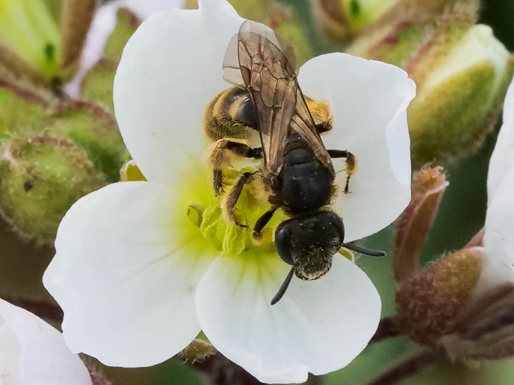  Lasioglossum Curtis, 1833