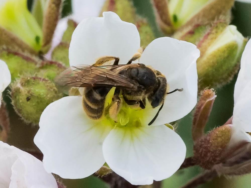  Lasioglossum Curtis, 1833