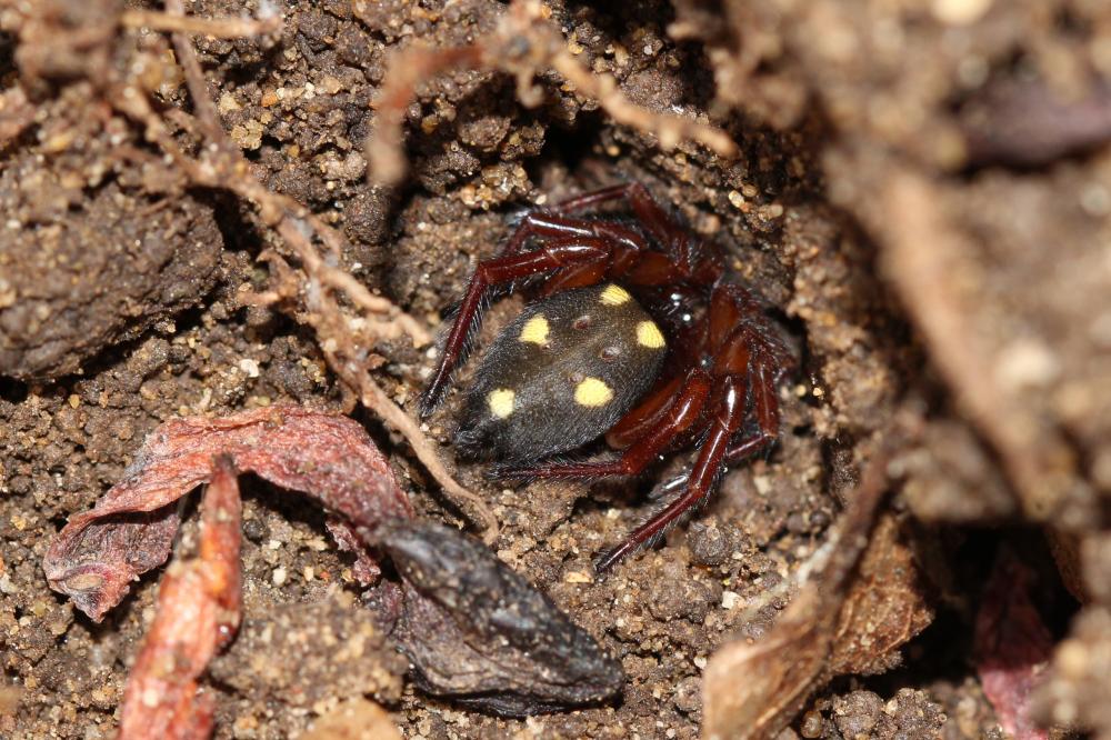 Araignée Clotho Uroctea durandi (Walckenaer in Latreille, 1809)