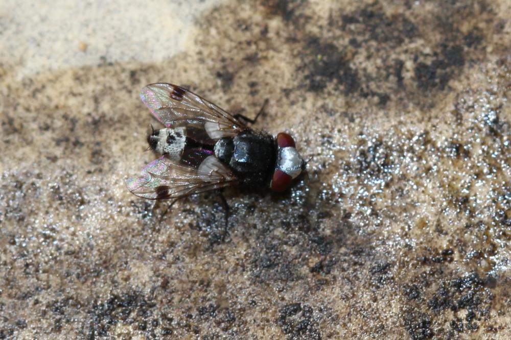  Sphenometopa fastuosa (Meigen, 1824)