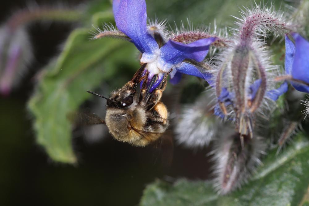 Anthophore commune, Anthophore plumeuse, Anthophor Anthophora plumipes (Pallas, 1772)