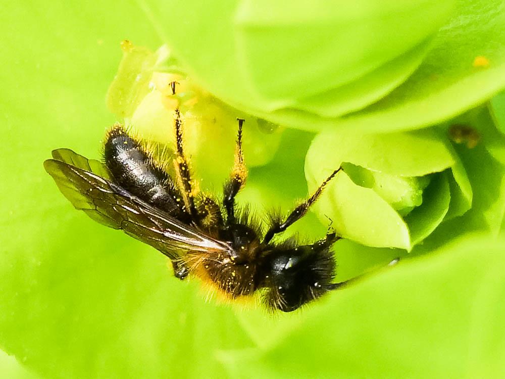  Andrena bicolor Fabricius, 1775